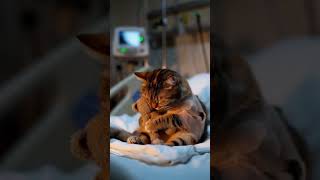 Kucing Sakit Terbaring Lemah Tanpa Suara