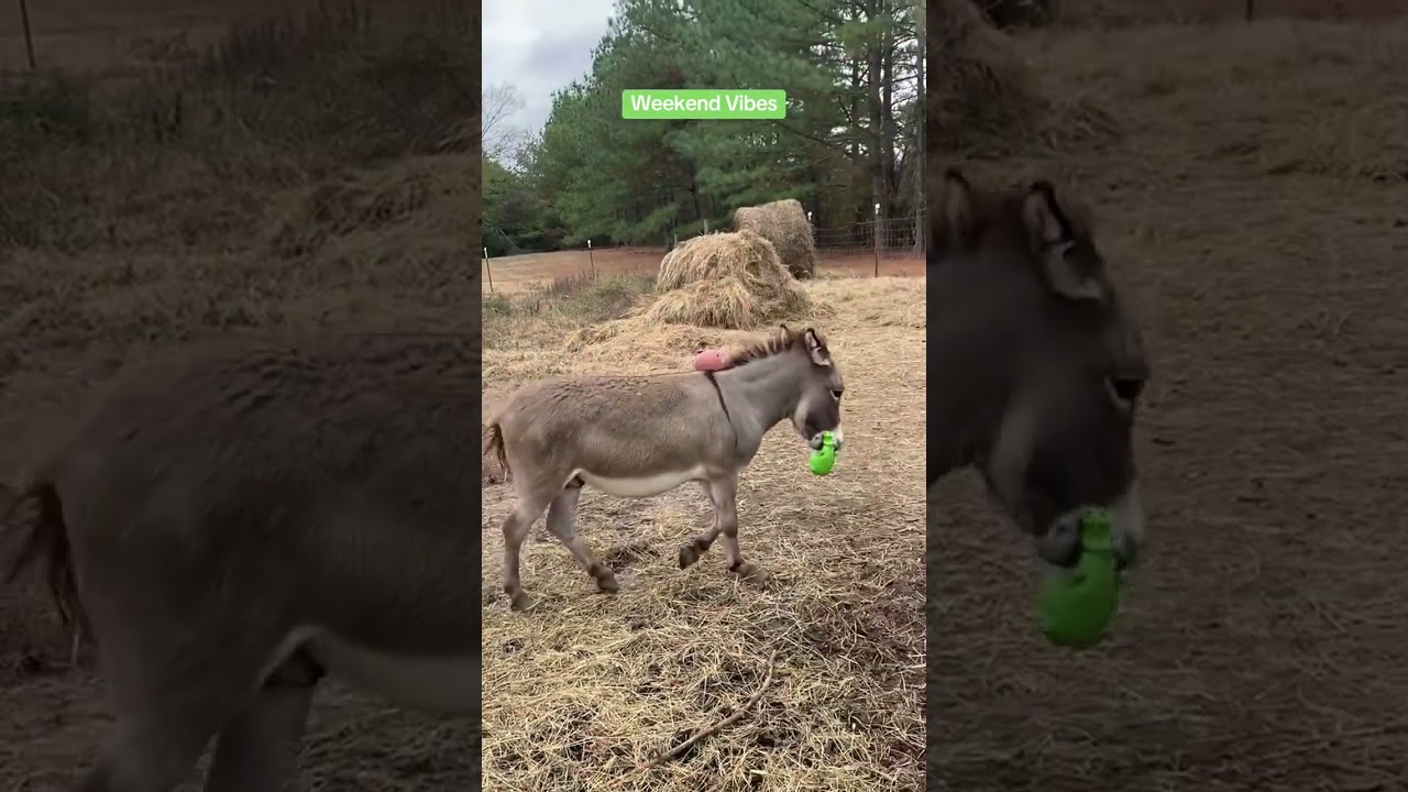 Новый зеленый поросенок 💚 