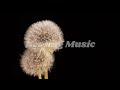 Feel the Music and Just Relax | 2 mins relax time #soothingrelaxation #healingmusic #calm #relaxing
