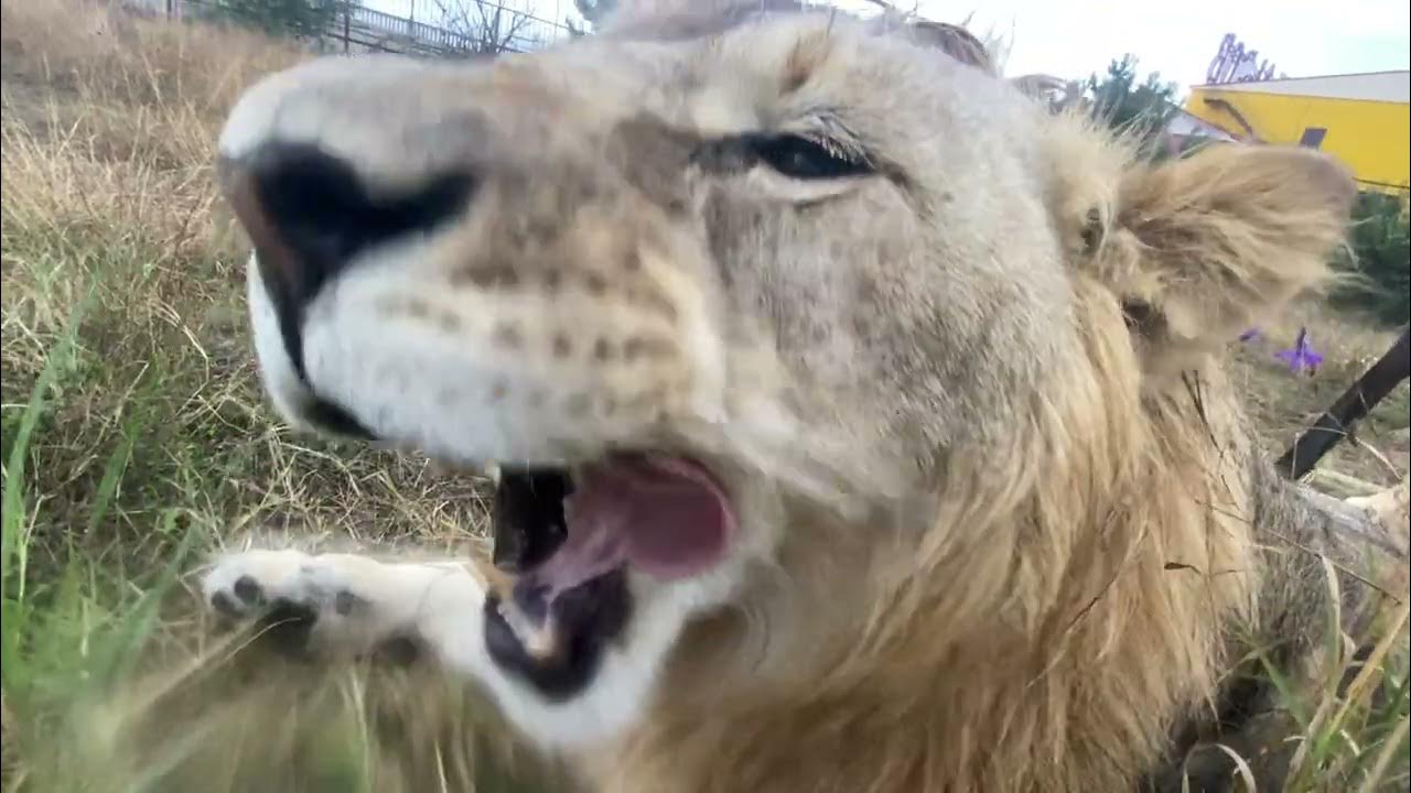 Тайган последние видео сегодня с татьяной алексагиной