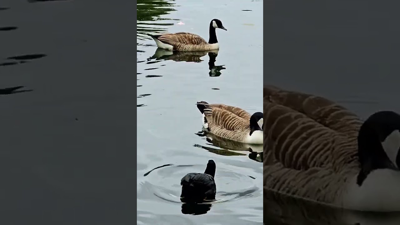 coot duck vs Geese 