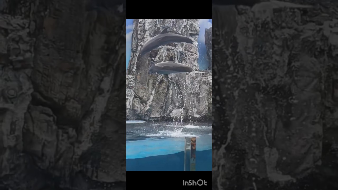 baby enjoying dolphin show|naam chale 