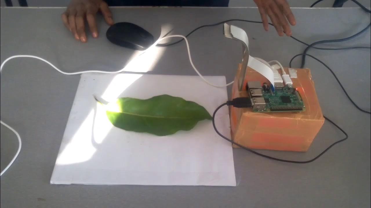 Plant leaf disease detection using image processing - YouTube