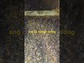 tổ ong dú đẹp và mạnh #bee #ong #xh