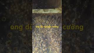 tổ ong dú đẹp và mạnh #bee #ong #xh