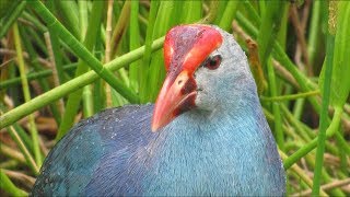Wakodahatchee Wetlands - 2018