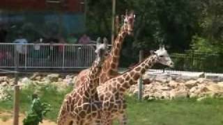 Experience Niabi Zoo!