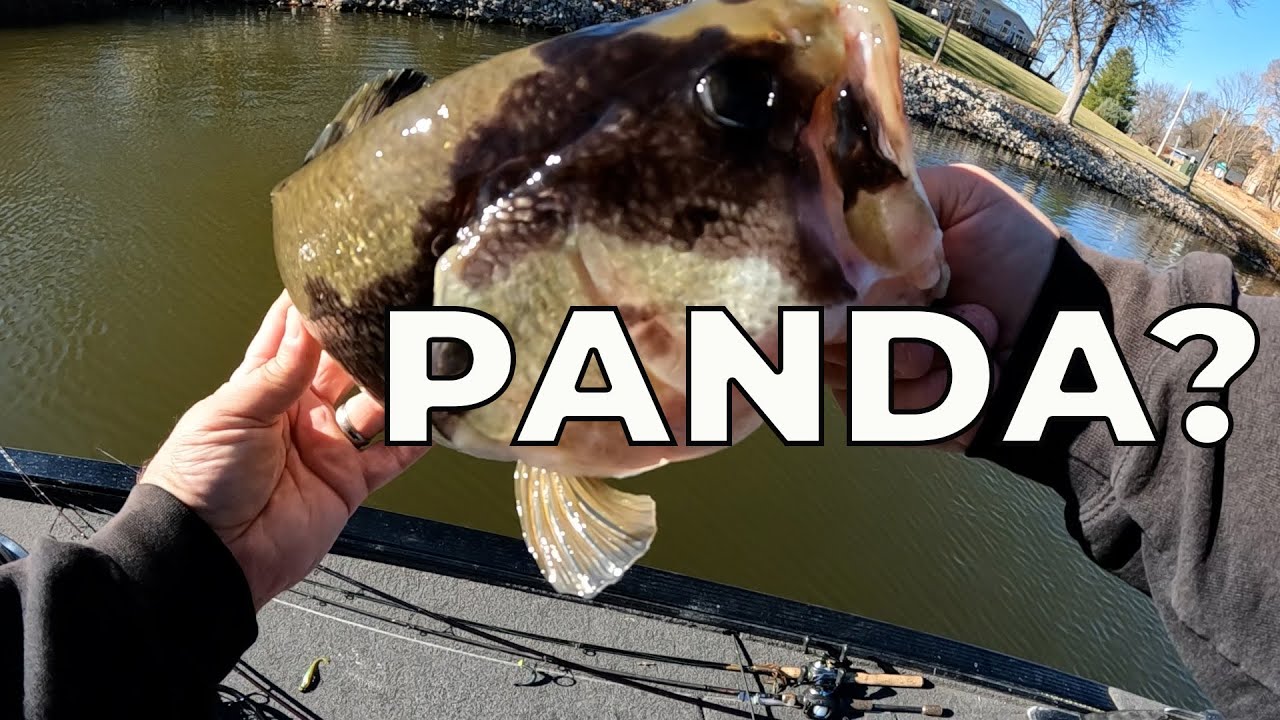 I caught a PANDA! Final 2025 BASS FISHING trip