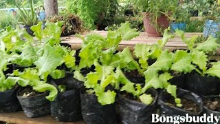 Gulayan sa Paaralan#vegetablegarden #organicfarming #organicvegetables #strawberry #youtubevlog