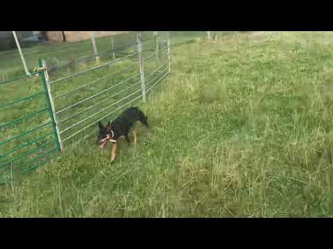 Vídeo: Anomalia De Olho Collie Em Cães Kelpie Australianos Na Polônia