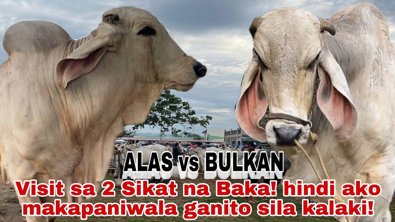ALAS vs BULKAN AT ANG KANYANG MGA PALAHI! / Visit sa 2 Sikat na mga Baka!