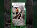 How a Single Cut Brings Down a Century Old Tree in a Controlled Manner #usa #shorts
