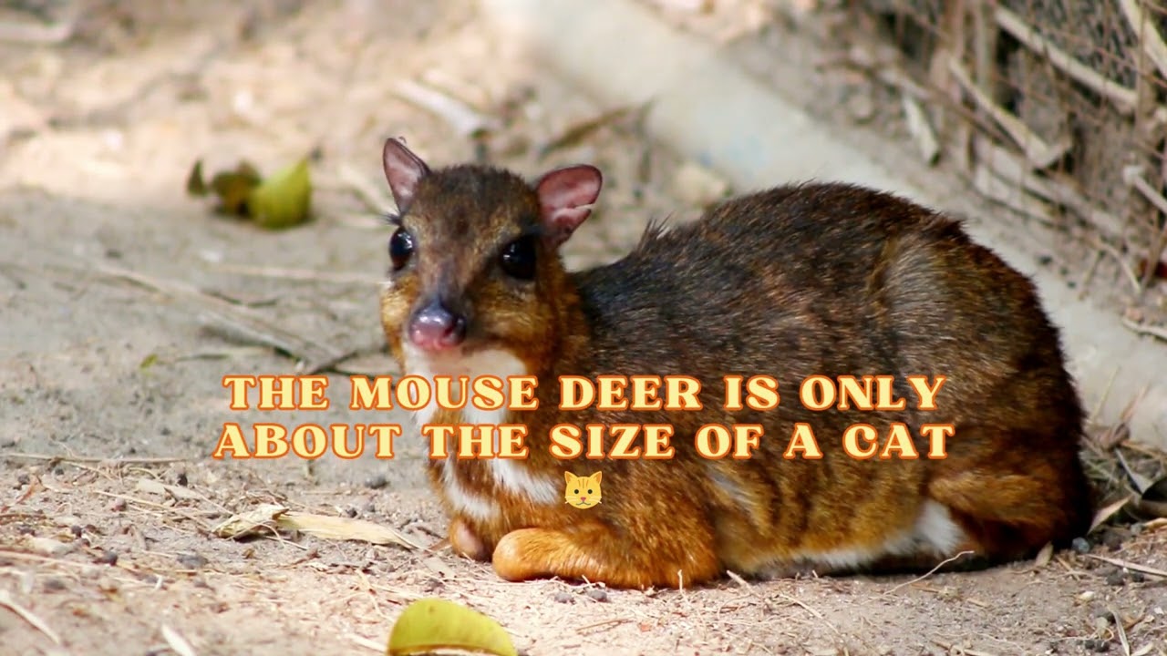Meet the Mouse Deer: Earth's Smallest Hoofed Mammal