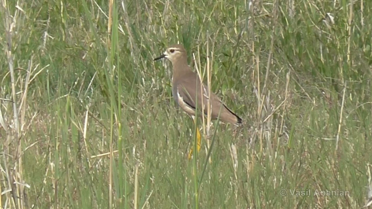 White-tailed Lapwing - Vanellus leucurus, Armenia 