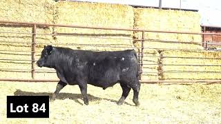 Lot 84 - NELSON JUSTIFIED 4102