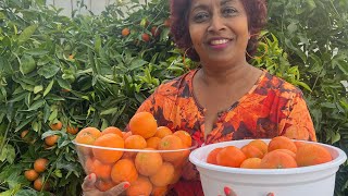 Tips to Get MORE Tangerines from one Tree || Grow fruit trees in a small garden