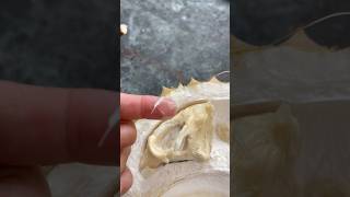 Download Lagu sitabel durian. homegrown. seeds in da shop 🌱 MP3