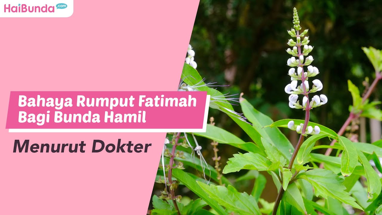 Bahaya Rumput Fatimah Bagi Bunda Hamil Menurut Dokter 