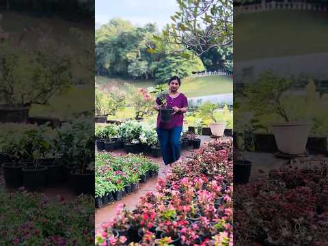 എന്റെ അമ്മോ, ഇത്രയും ഒരുമിച്ച് ഞാൻ ആദ്യമാ കാണുന്നത്. 🙄🙄 #kuzhippallam #minivlog #family #explore