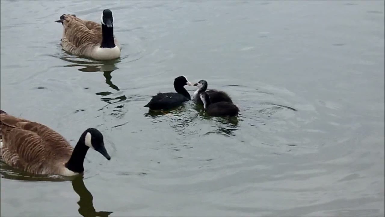 Jolis plongeons d'une mère dévouée ! (Lovely dives from a devoted mother !)