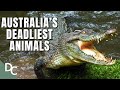How deadly is australias wildlife  decoding danger  documentary central
