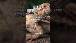 fakta Semuanya Tentang BIAWAK||Fakta Unik#facts #youtubeshorts #subscribe