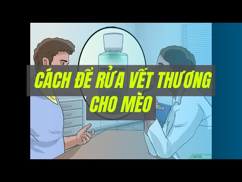 Video: FDA chấp thuận Mirataz, một loại thuốc kiểm soát giảm cân mới cho mèo