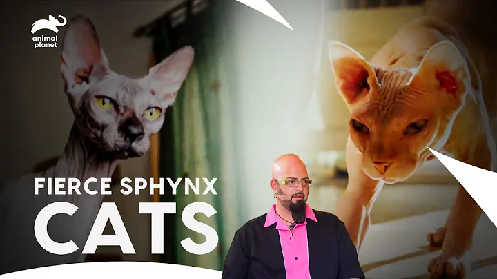 Video 11851661: sphynx hairless cat