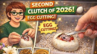 Egg Cutting Our 2nd Clutch of 2026 🐍 Clown x Super Enchi G-Stripe