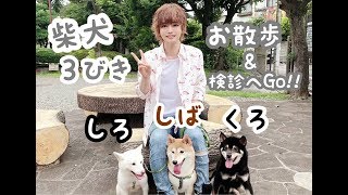 ３匹の柴犬を検診に連れて行ったら反応が可愛すぎた！ Dog