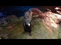 Chloe the sea otter demonstrates otter pockets