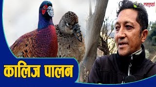 कालिज पालनबाटै करोडपति बन्दै बाबुराम श्रेष्ठ || Kalij Farming in Nepal || Agro Tv Nepal