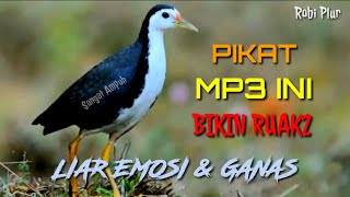 🔴 Suara pikat ruak ruak mp3 sangat ampuh ruak2 liar emosi dan ganas #suarapikatrobiplur