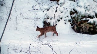 Isère : sur les traces du lynx en Chartreuse