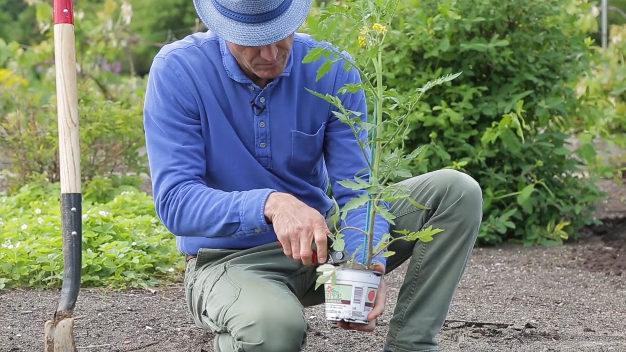 How to grow tasty tomatoes YouTube