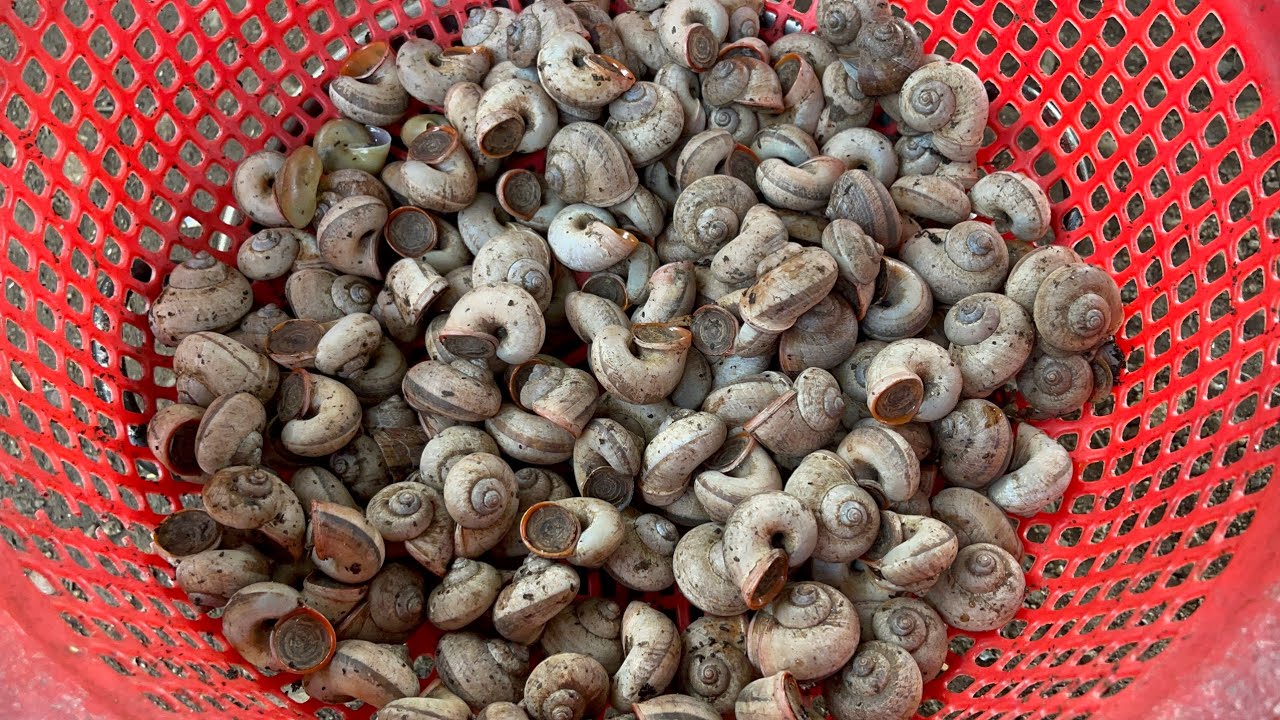 Ốc thuốc rừng sâu, nhà giàu ăn sang cũng chẳng biết tới - Nông Nghiệp ...