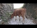 En sillonnant le MINHO, région située au nord du PORTUGAL