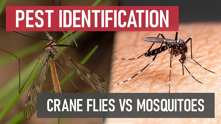 Mosquitoes VS Crane Flies | What's the Difference?
