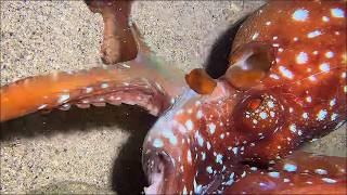 Live Stream🟢–Giant Octopus Attack - Too Intense! #diving #fishing #seafood #shorts