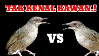 suara merbah ribut ahlinya bikin burung merbah NYAUT SEKETIKA!