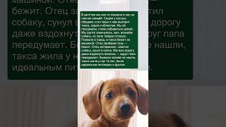 История про собаку ставшей идеальным питомцем и другом ✍ Зацените историю: Часть №101