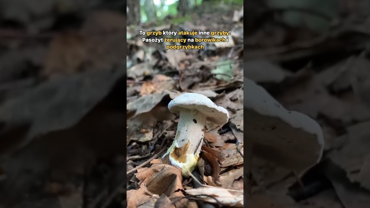 Podgrzybnica złotopylna- Hypomyces chrysospermus, to grzyb pasożytujący.  