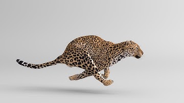 Leopard RunCycle