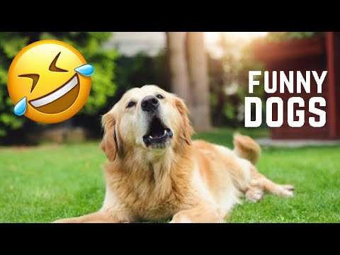 dogs-barking-sound-compilation-2020-♥-top-10-videos-(try-not-to-laugh)-😂