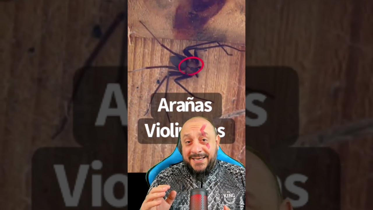 Aranha marrom caçada por aranha pernuda, controle biológico de Aranha violinista