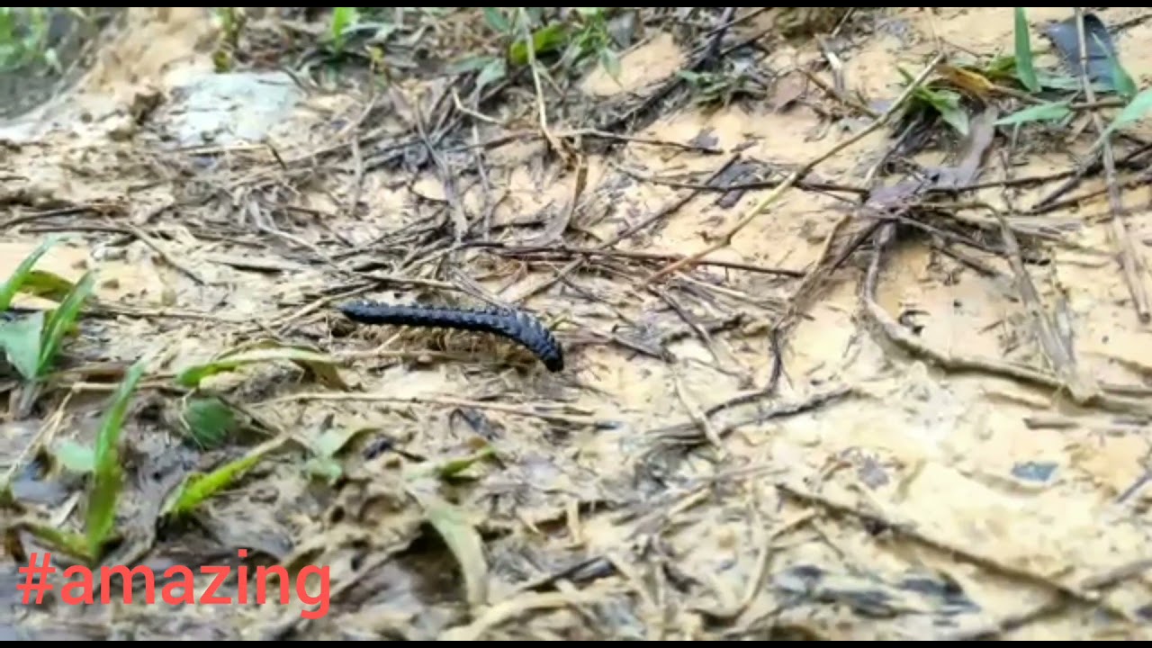 amazing Armoured Millipede