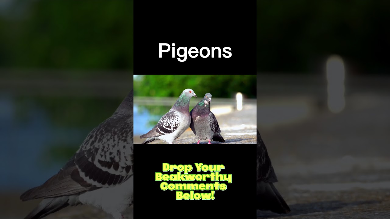Pigeon Tales: Winged Wonders in the Concrete Jungle 