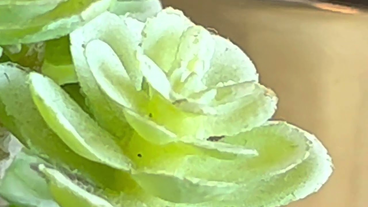 Succulent extreme closeup 