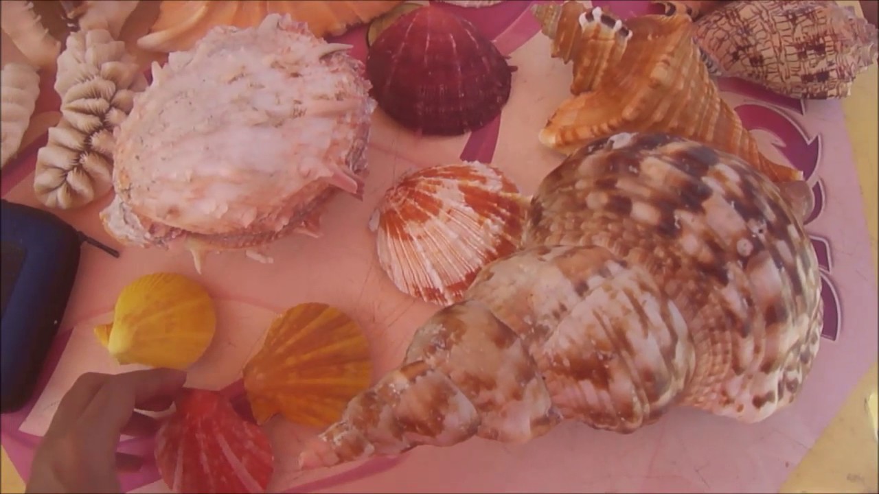 Conchas gigantes na Praia do Futuro - Fortaleza-/CE