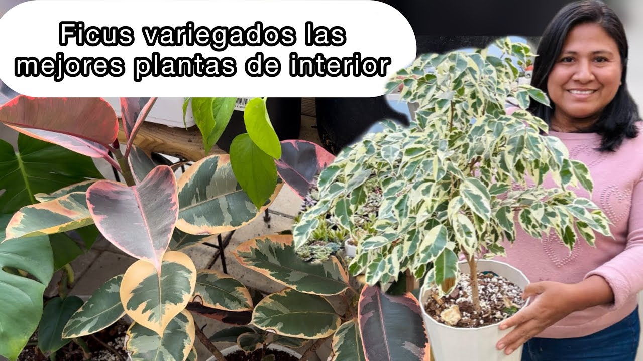 PLANTAS COLORIDAS DE INTERIOR ARBOLITOS DE FiCUS Y GOMERO
